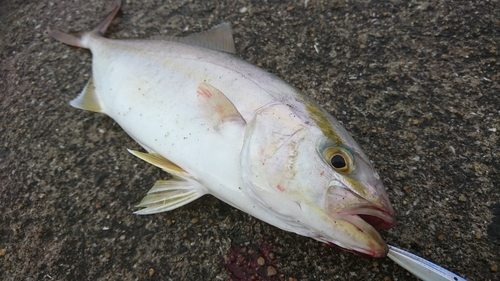 ネリゴの釣果