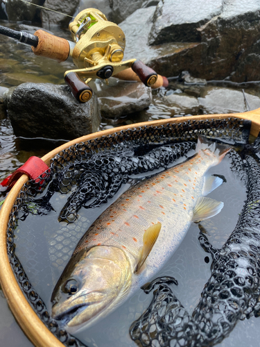 アマゴの釣果