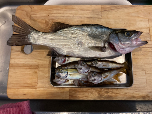 シーバスの釣果