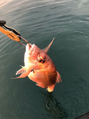 マダイの釣果