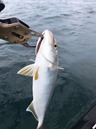 ショゴの釣果