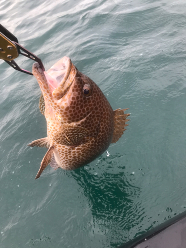 オオモンハタの釣果