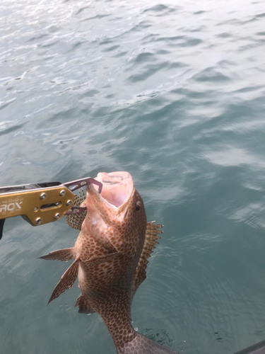 オオモンハタの釣果