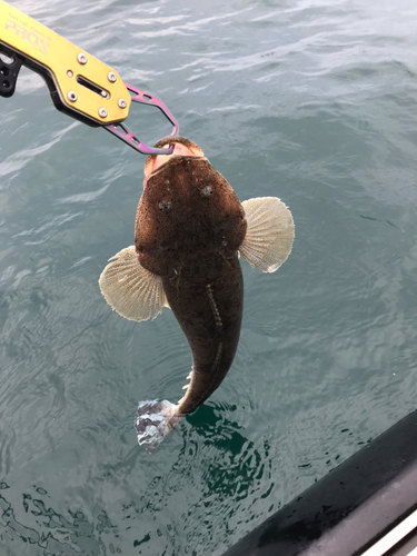 マゴチの釣果