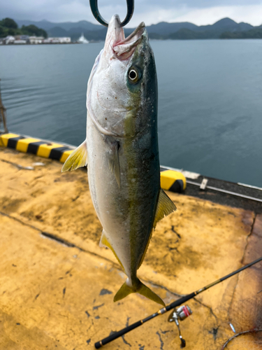 ヤズの釣果