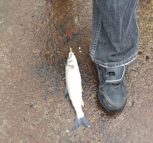 ウグイの釣果