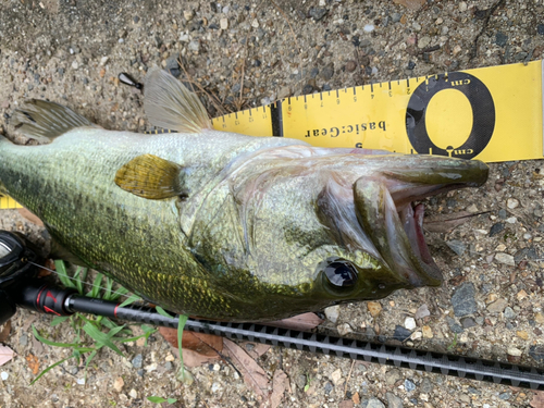 ブラックバスの釣果