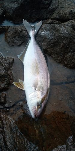 カンパチの釣果
