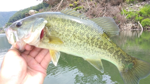 ラージマウスバスの釣果