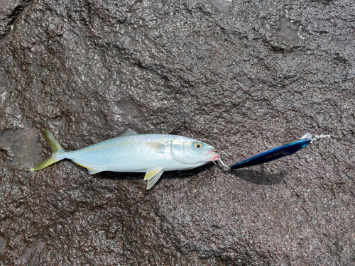 ワカシの釣果