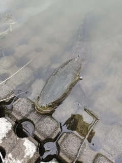ライギョの釣果