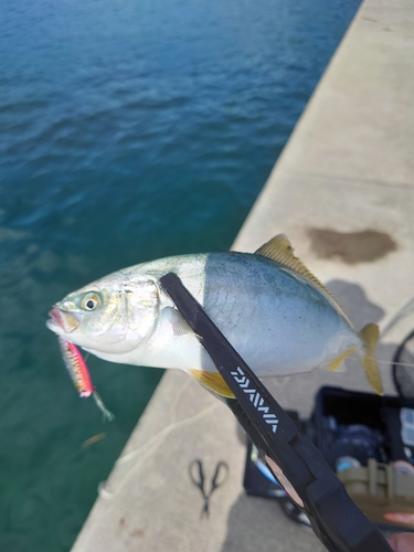 ワカシの釣果