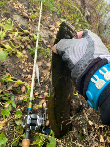 ライギョの釣果