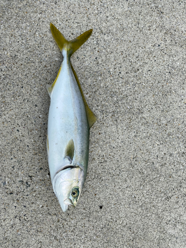 ツバスの釣果