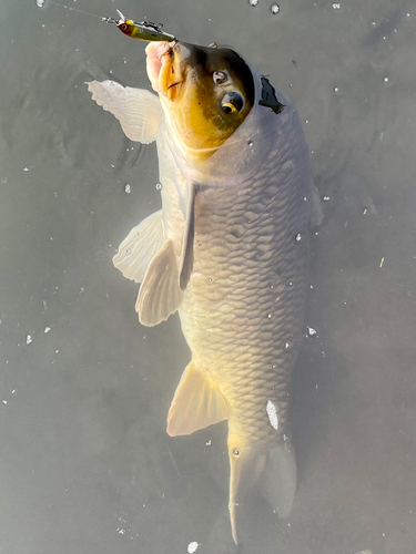 コイの釣果