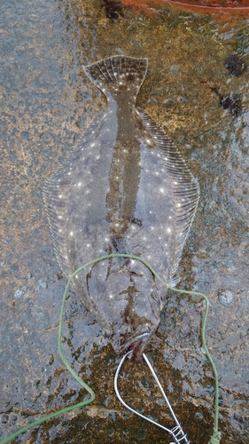 ヒラメの釣果