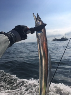 タチウオの釣果