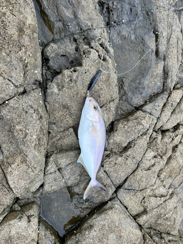 ショゴの釣果