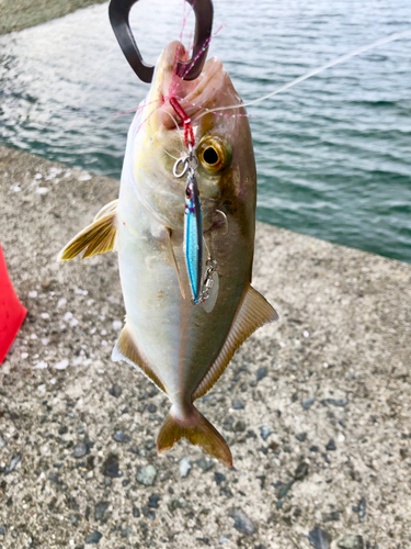 ショゴの釣果