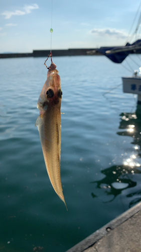 キスの釣果