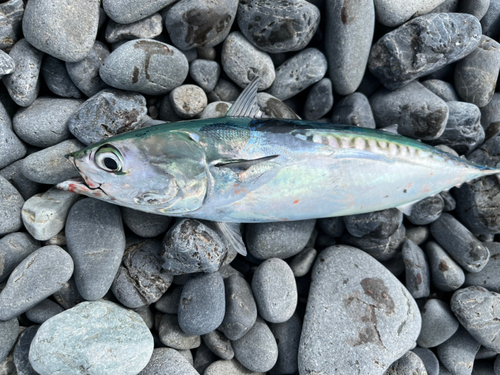 ソウダガツオの釣果