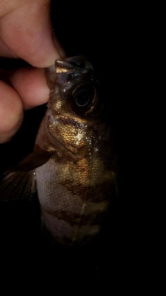 メバルの釣果