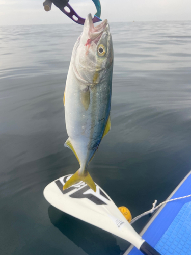 ワカシの釣果