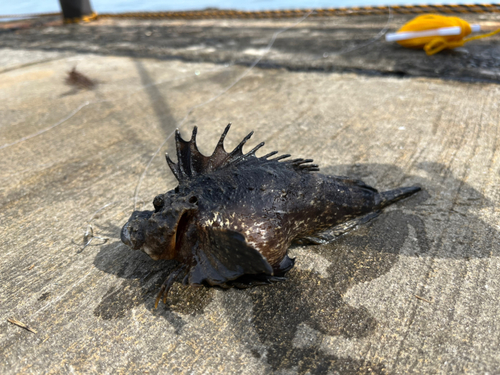 オニオコゼの釣果