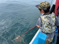 ヒラメの釣果