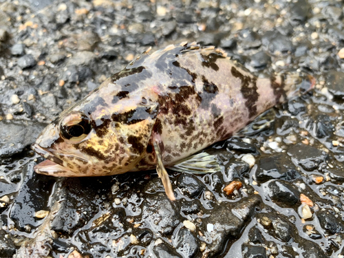 タケノコメバルの釣果