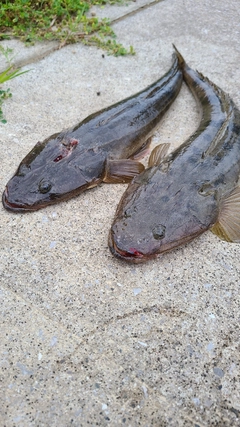 マゴチの釣果