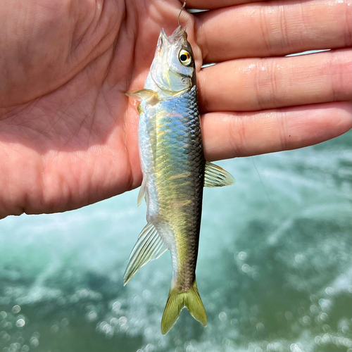 オイカワの釣果