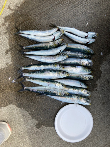 イワシの釣果