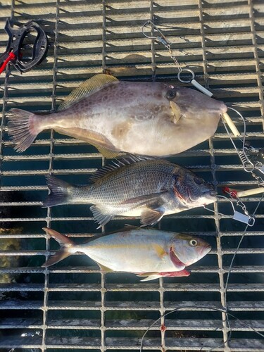 チヌの釣果