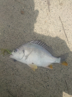 キビレの釣果