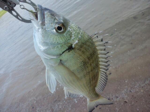 ミナミクロダイの釣果