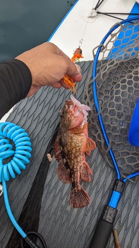 カサゴの釣果