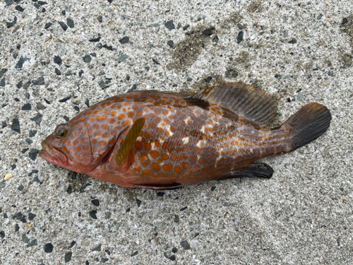 アコウの釣果