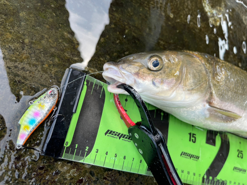 マルタウグイの釣果