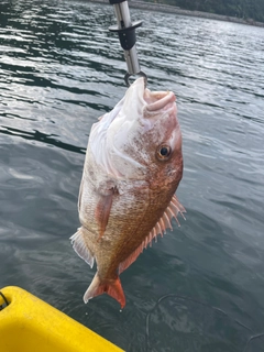 タイの釣果