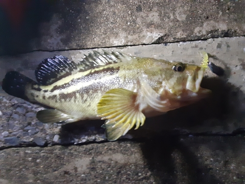 シマゾイの釣果