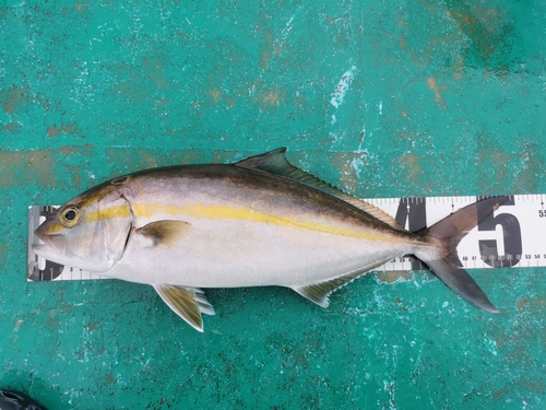 ネイリの釣果