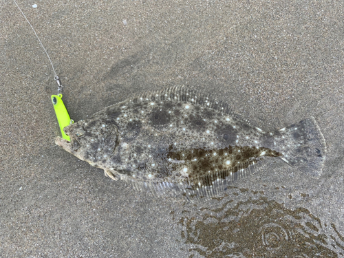 ヒラメの釣果