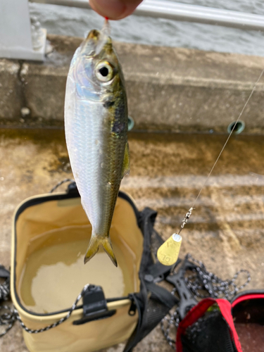 サッパの釣果