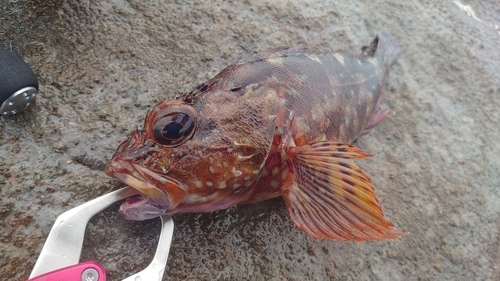 カサゴの釣果