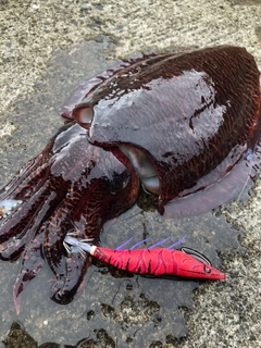 コウイカの釣果