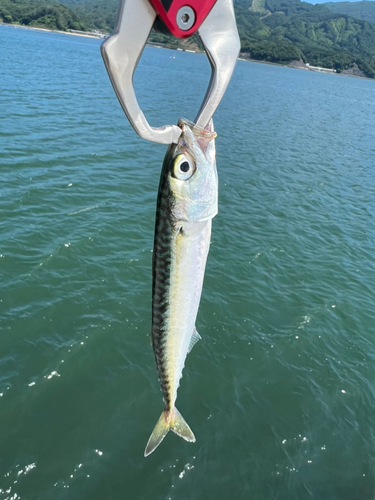 サバの釣果