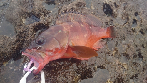 アカハタの釣果