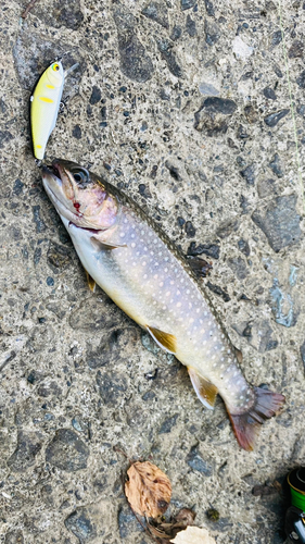 イワナの釣果