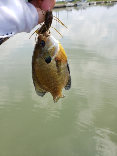 ブルーギルの釣果